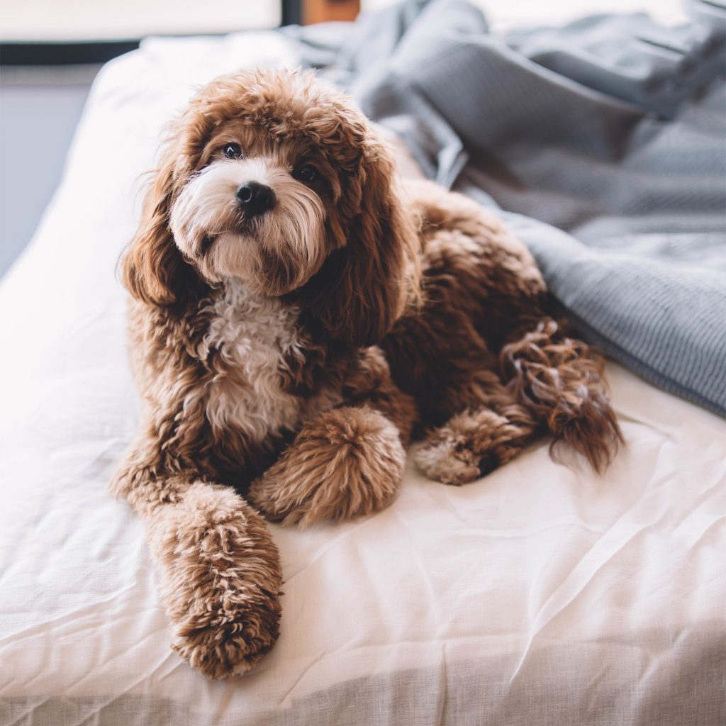 pet-sq dog on bed